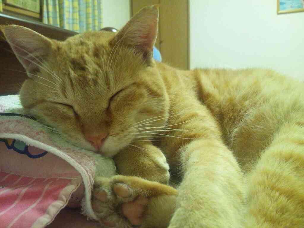 2月22日、猫の日です＊猫の画像貼っていきましょう(*´∀`)♪