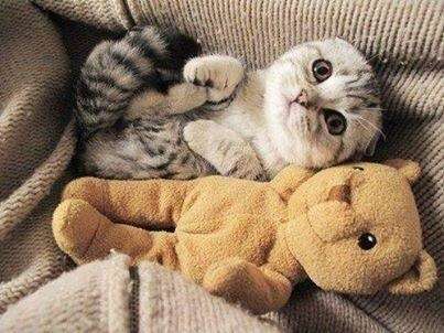 2月22日、猫の日です＊猫の画像貼っていきましょう(*´∀`)♪