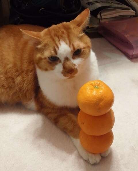 2月22日、猫の日です＊猫の画像貼っていきましょう(*´∀`)♪