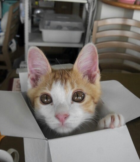 2月22日、猫の日です＊猫の画像貼っていきましょう(*´∀`)♪