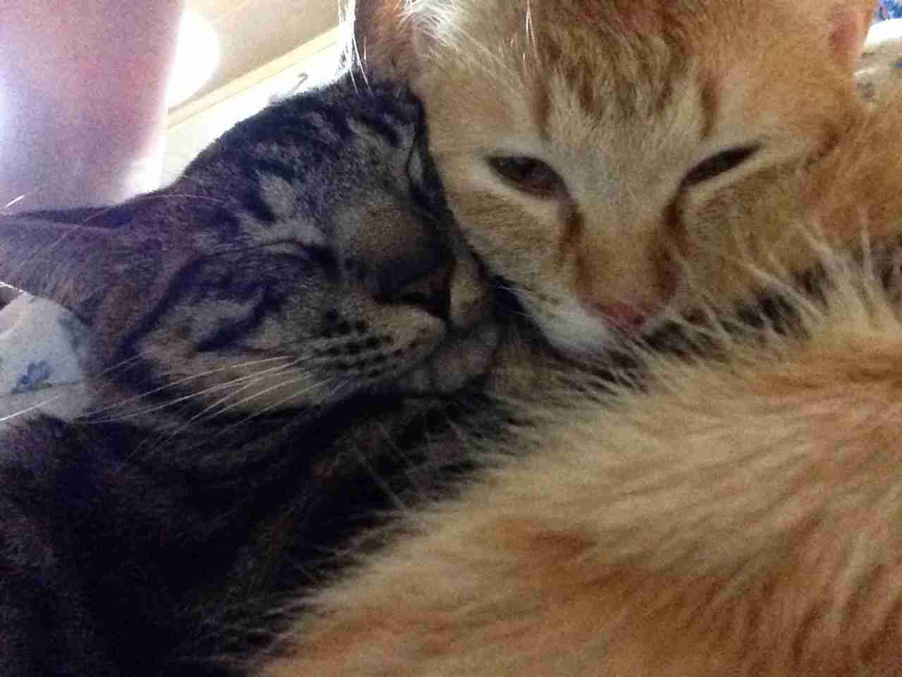 2月22日、猫の日です＊猫の画像貼っていきましょう(*´∀`)♪
