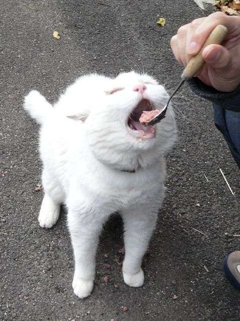 2月22日、猫の日です＊猫の画像貼っていきましょう(*´∀`)♪