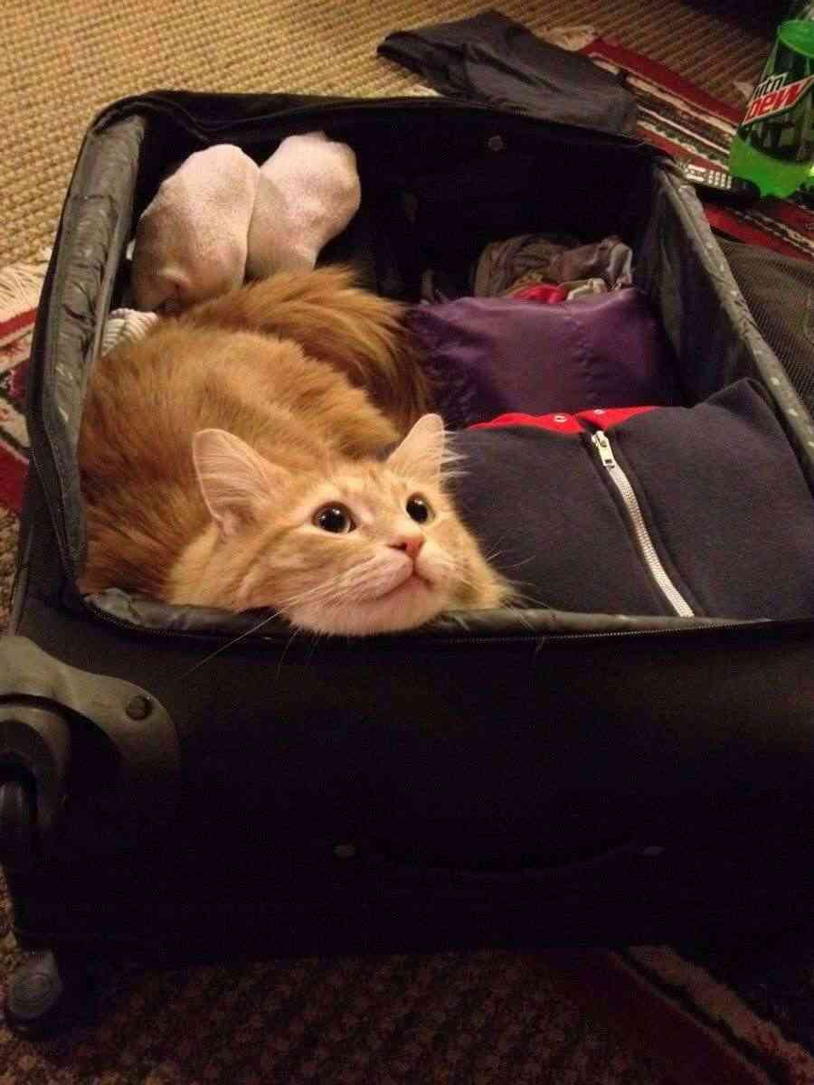 2月22日、猫の日です＊猫の画像貼っていきましょう(*´∀`)♪
