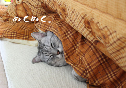 2月22日、猫の日です＊猫の画像貼っていきましょう(*´∀`)♪