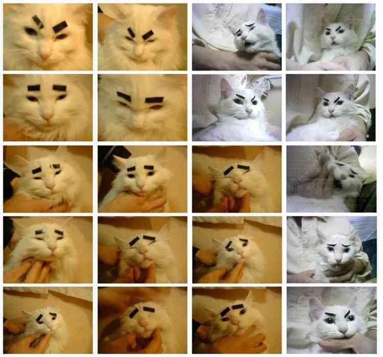 2月22日、猫の日です＊猫の画像貼っていきましょう(*´∀`)♪