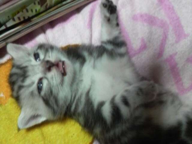 2月22日、猫の日です＊猫の画像貼っていきましょう(*´∀`)♪