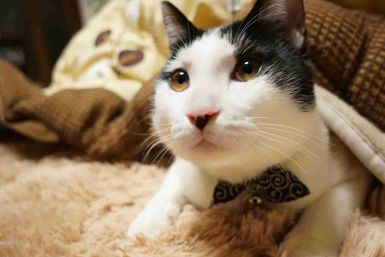 2月22日、猫の日です＊猫の画像貼っていきましょう(*´∀`)♪