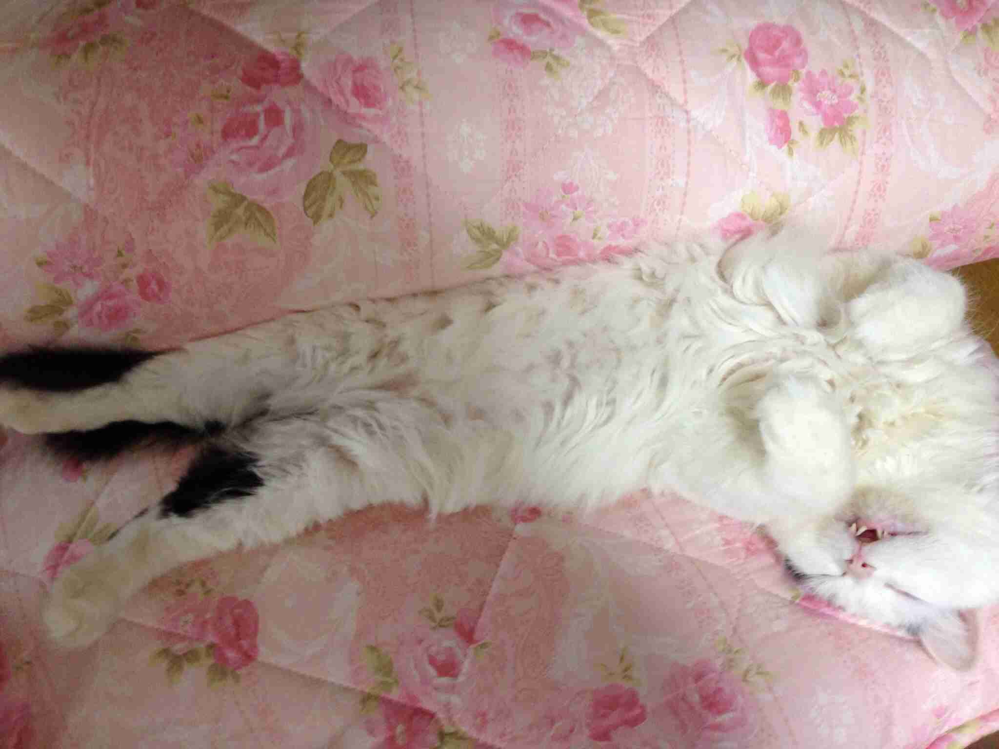 2月22日、猫の日です＊猫の画像貼っていきましょう(*´∀`)♪