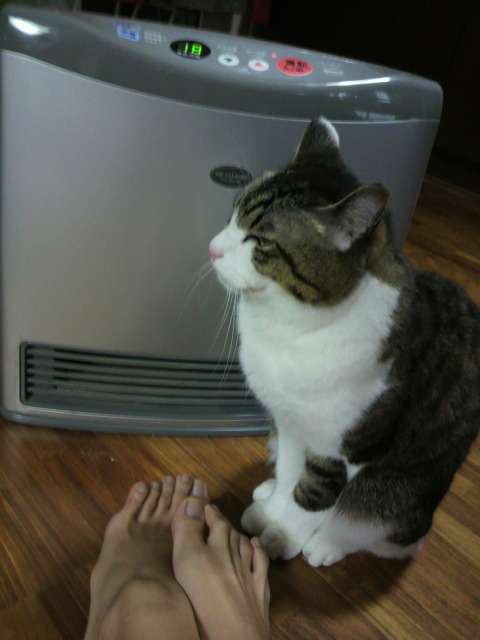 2月22日、猫の日です＊猫の画像貼っていきましょう(*´∀`)♪