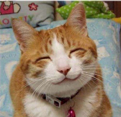 2月22日、猫の日です＊猫の画像貼っていきましょう(*´∀`)♪