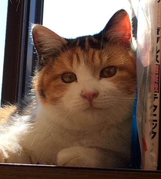 2月22日、猫の日です＊猫の画像貼っていきましょう(*´∀`)♪