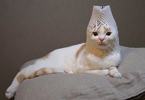 2月22日、猫の日です＊猫の画像貼っていきましょう(*´∀`)♪