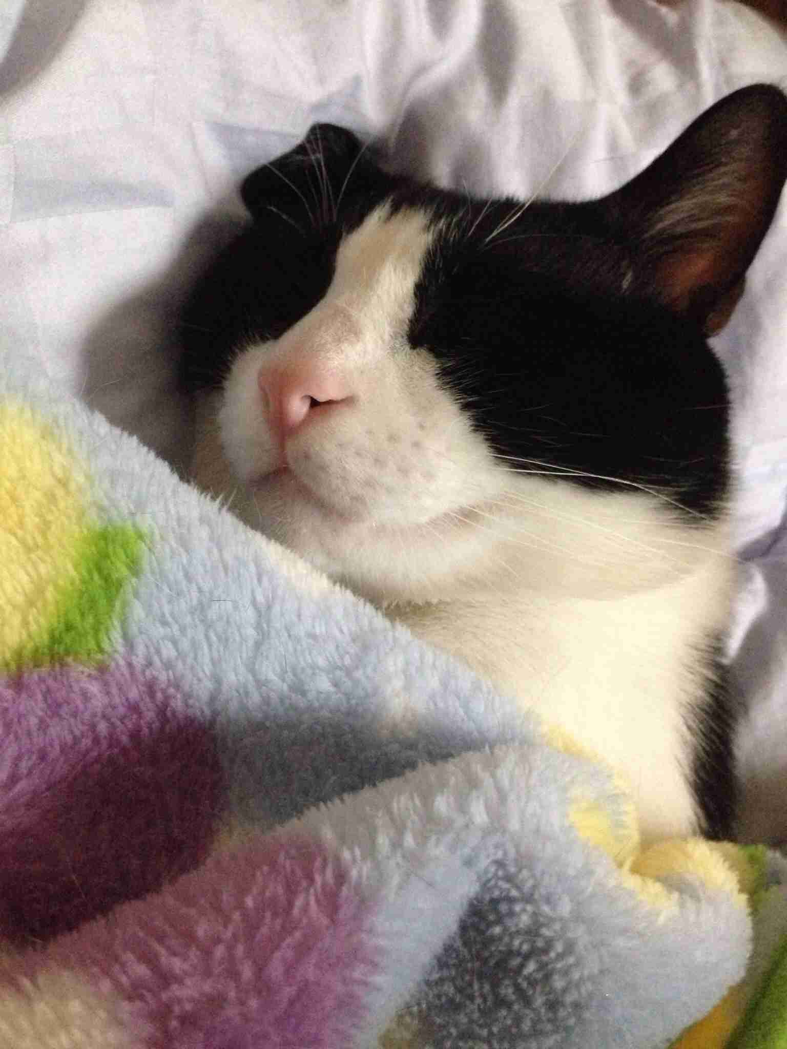 2月22日、猫の日です＊猫の画像貼っていきましょう(*´∀`)♪