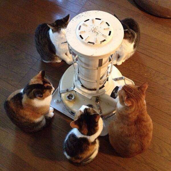 2月22日、猫の日です＊猫の画像貼っていきましょう(*´∀`)♪