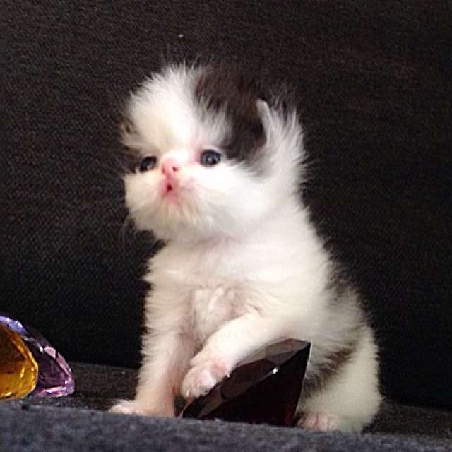 2月22日、猫の日です＊猫の画像貼っていきましょう(*´∀`)♪