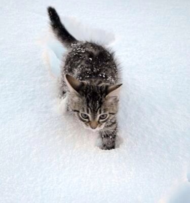 2月22日、猫の日です＊猫の画像貼っていきましょう(*´∀`)♪