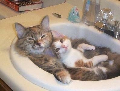 2月22日、猫の日です＊猫の画像貼っていきましょう(*´∀`)♪