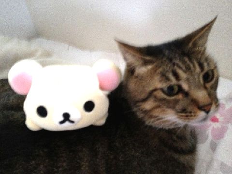 2月22日、猫の日です＊猫の画像貼っていきましょう(*´∀`)♪