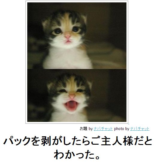 2月22日、猫の日です＊猫の画像貼っていきましょう(*´∀`)♪