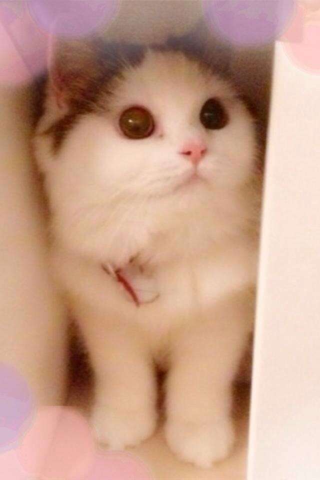 2月22日、猫の日です＊猫の画像貼っていきましょう(*´∀`)♪