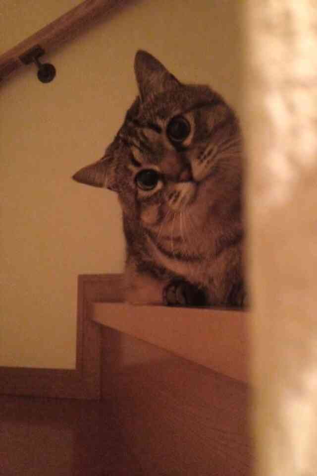 2月22日、猫の日です＊猫の画像貼っていきましょう(*´∀`)♪