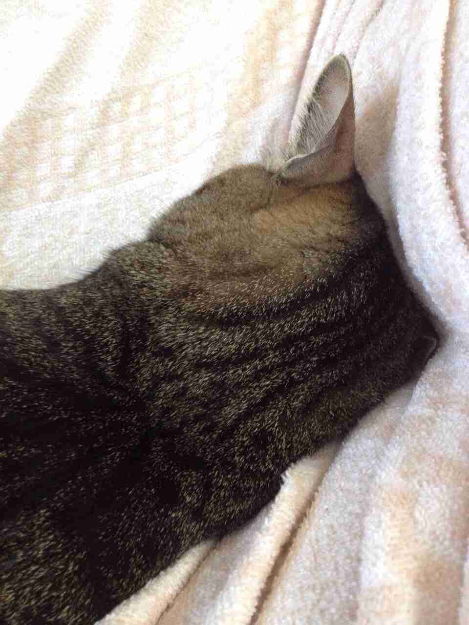 2月22日、猫の日です＊猫の画像貼っていきましょう(*´∀`)♪