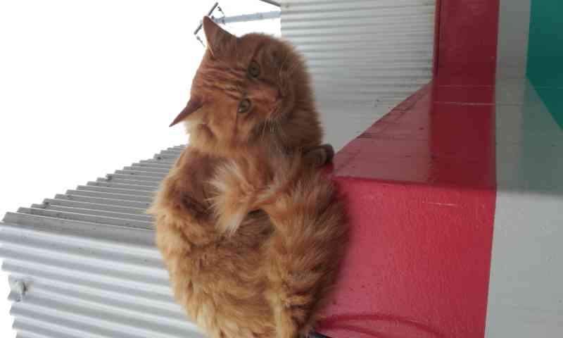 2月22日、猫の日です＊猫の画像貼っていきましょう(*´∀`)♪