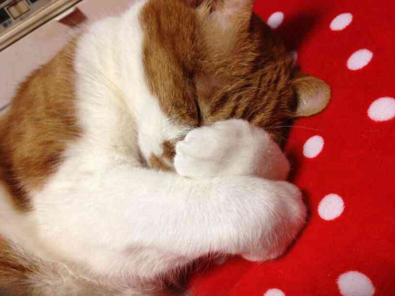 2月22日、猫の日です＊猫の画像貼っていきましょう(*´∀`)♪
