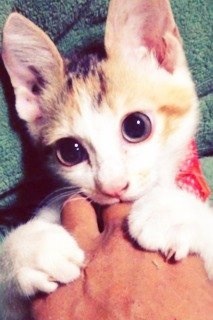 2月22日、猫の日です＊猫の画像貼っていきましょう(*´∀`)♪