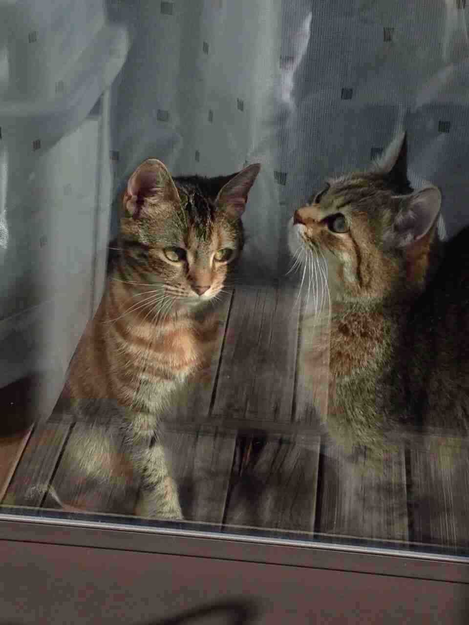 2月22日、猫の日です＊猫の画像貼っていきましょう(*´∀`)♪