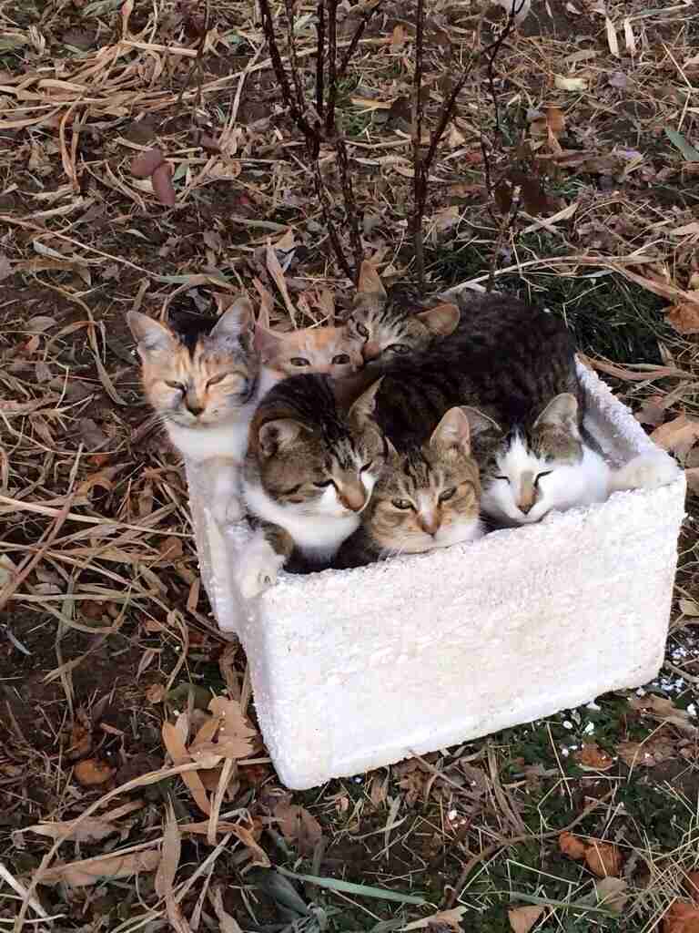 2月22日、猫の日です＊猫の画像貼っていきましょう(*´∀`)♪