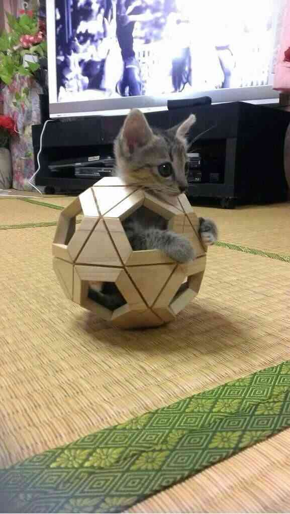 2月22日、猫の日です＊猫の画像貼っていきましょう(*´∀`)♪