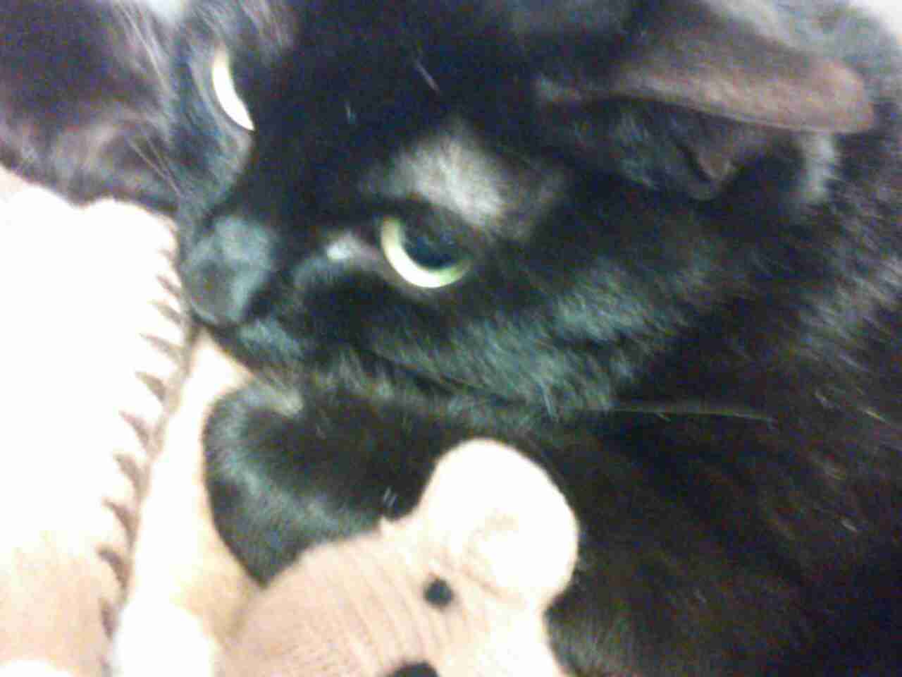 2月22日、猫の日です＊猫の画像貼っていきましょう(*´∀`)♪