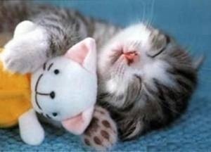 2月22日、猫の日です＊猫の画像貼っていきましょう(*´∀`)♪