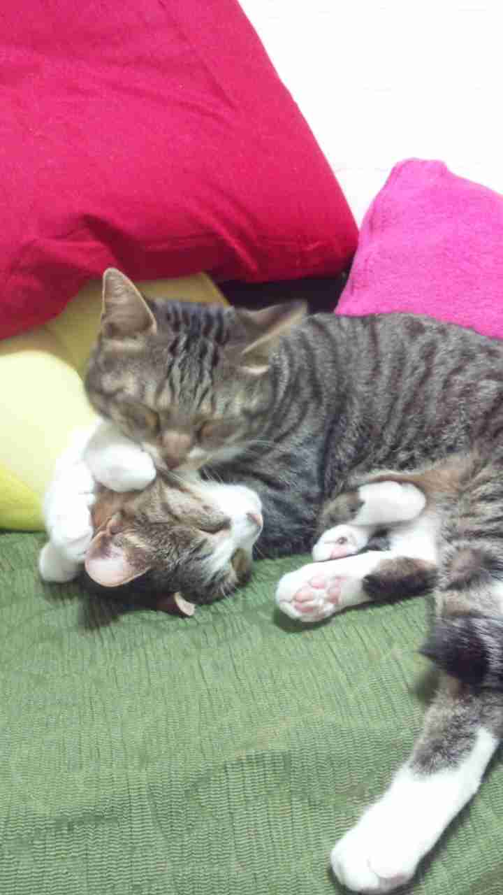 2月22日、猫の日です＊猫の画像貼っていきましょう(*´∀`)♪
