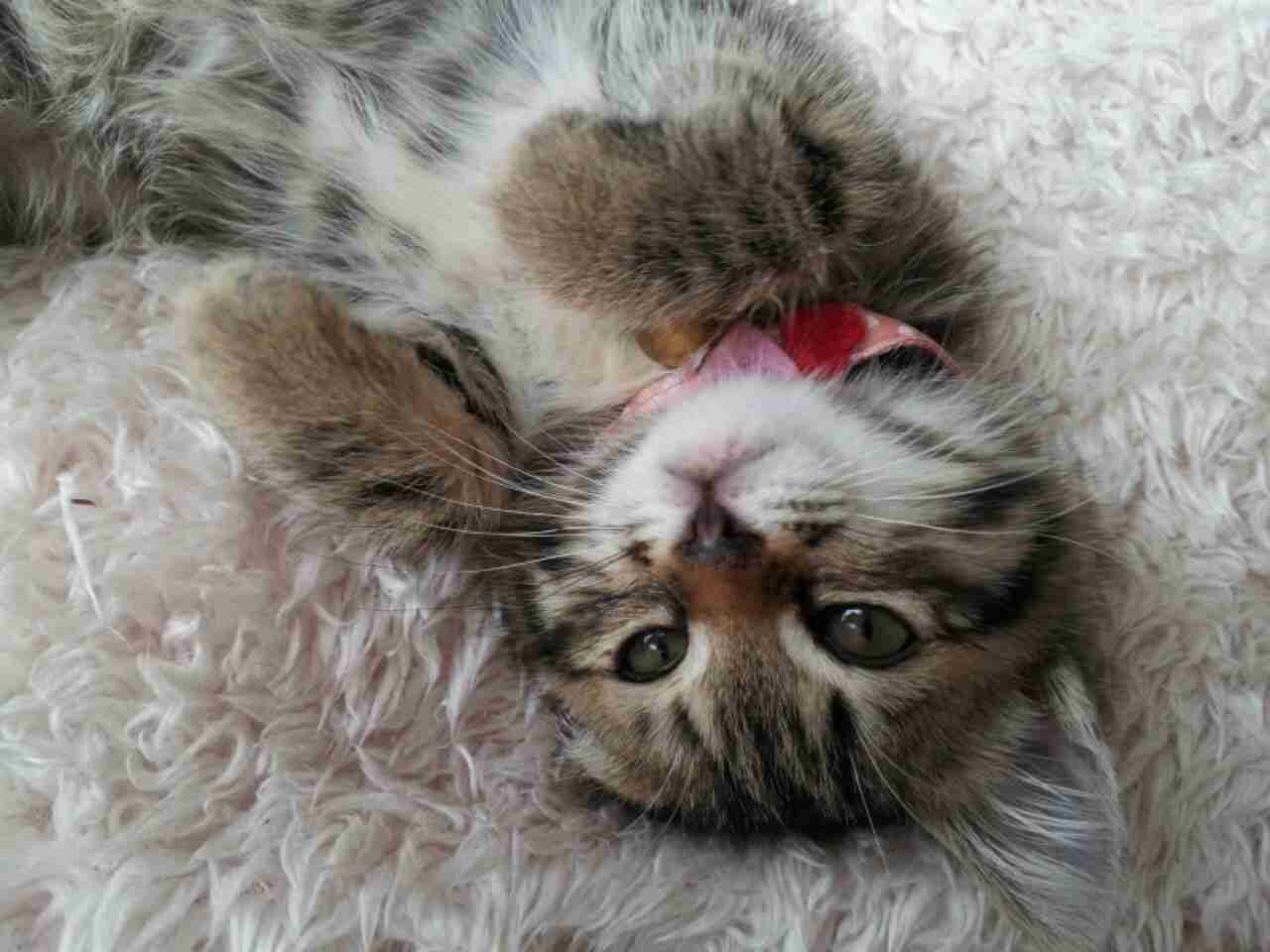 2月22日、猫の日です＊猫の画像貼っていきましょう(*´∀`)♪