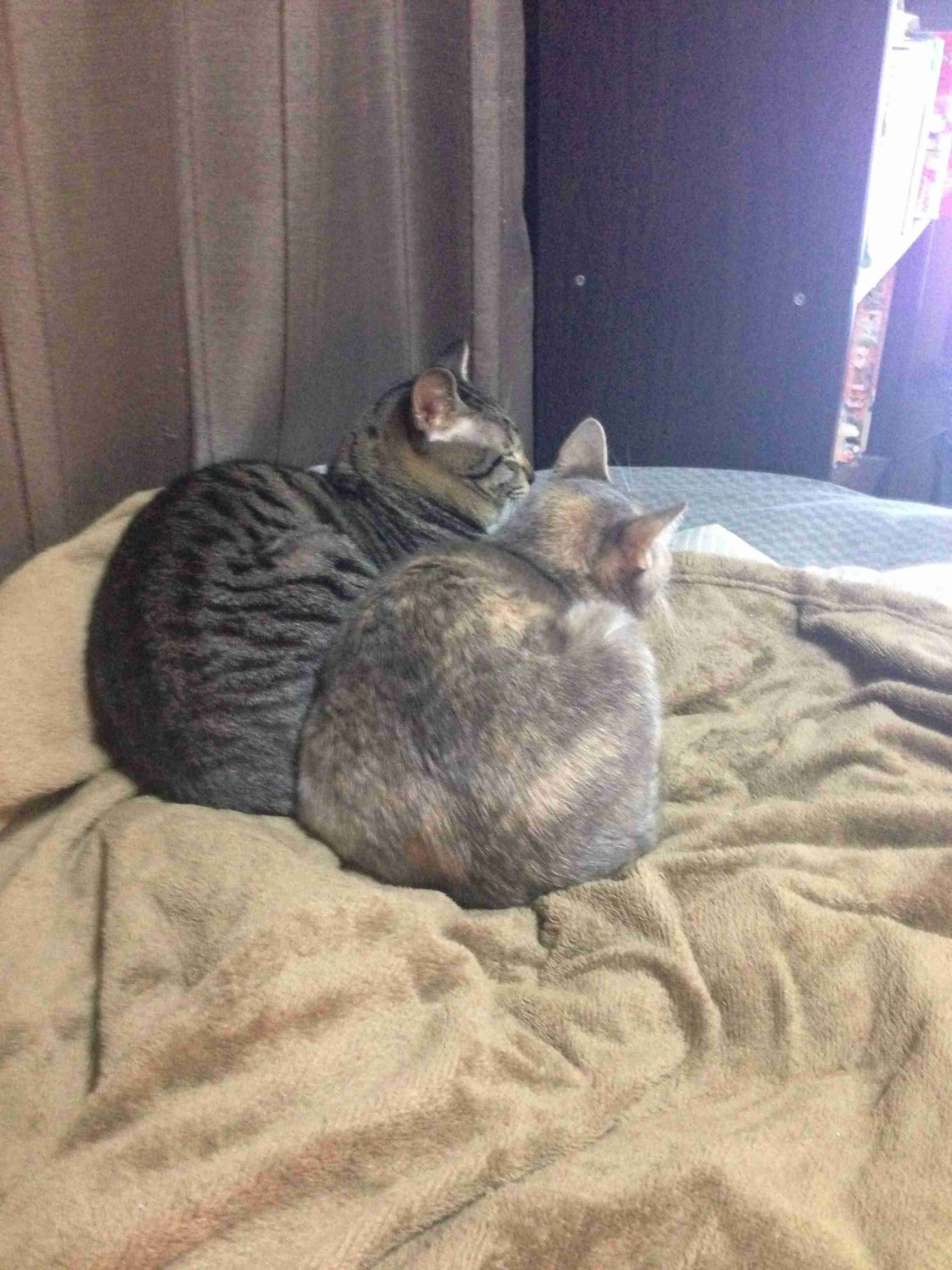 2月22日、猫の日です＊猫の画像貼っていきましょう(*´∀`)♪