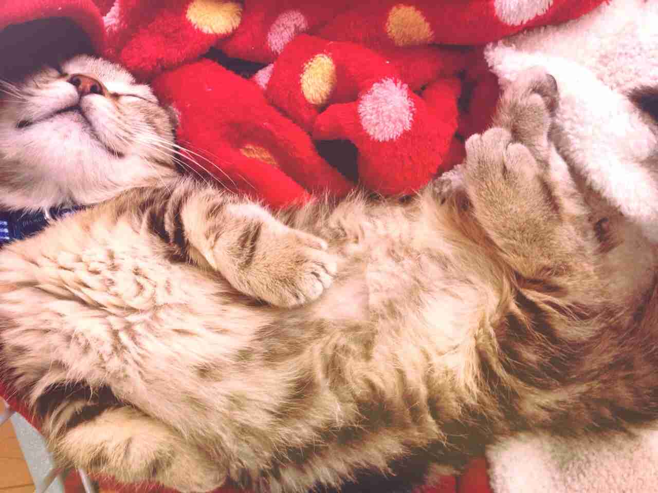 2月22日、猫の日です＊猫の画像貼っていきましょう(*´∀`)♪