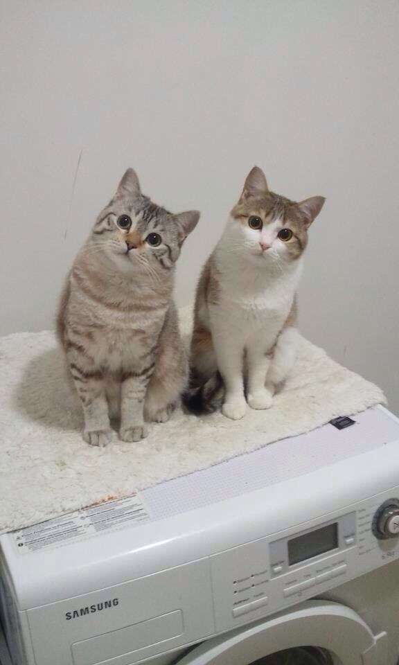 2月22日、猫の日です＊猫の画像貼っていきましょう(*´∀`)♪