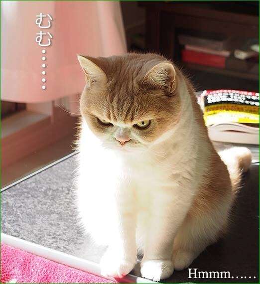 2月22日、猫の日です＊猫の画像貼っていきましょう(*´∀`)♪