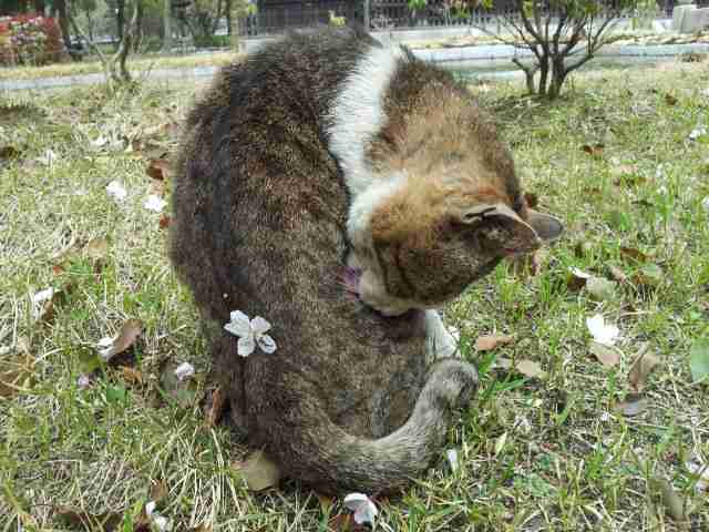 2月22日、猫の日です＊猫の画像貼っていきましょう(*´∀`)♪