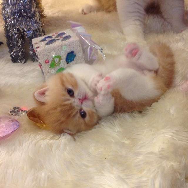 2月22日、猫の日です＊猫の画像貼っていきましょう(*´∀`)♪
