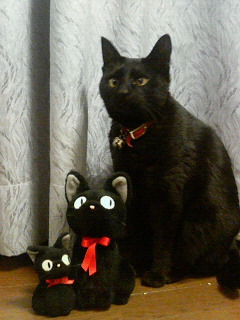 2月22日、猫の日です＊猫の画像貼っていきましょう(*´∀`)♪