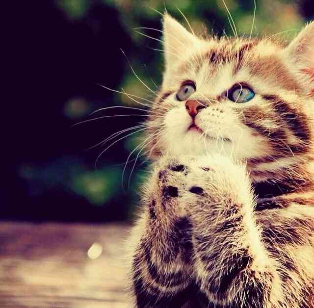 2月22日、猫の日です＊猫の画像貼っていきましょう(*´∀`)♪