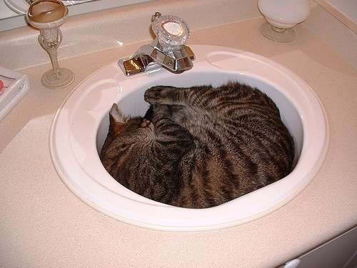 2月22日、猫の日です＊猫の画像貼っていきましょう(*´∀`)♪