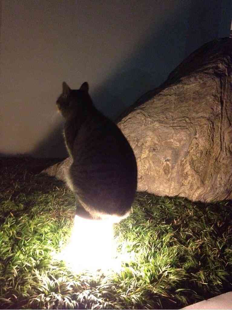 2月22日、猫の日です＊猫の画像貼っていきましょう(*´∀`)♪