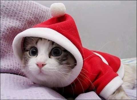 2月22日、猫の日です＊猫の画像貼っていきましょう(*´∀`)♪