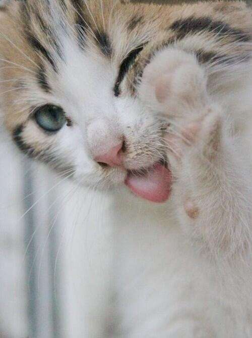 2月22日、猫の日です＊猫の画像貼っていきましょう(*´∀`)♪