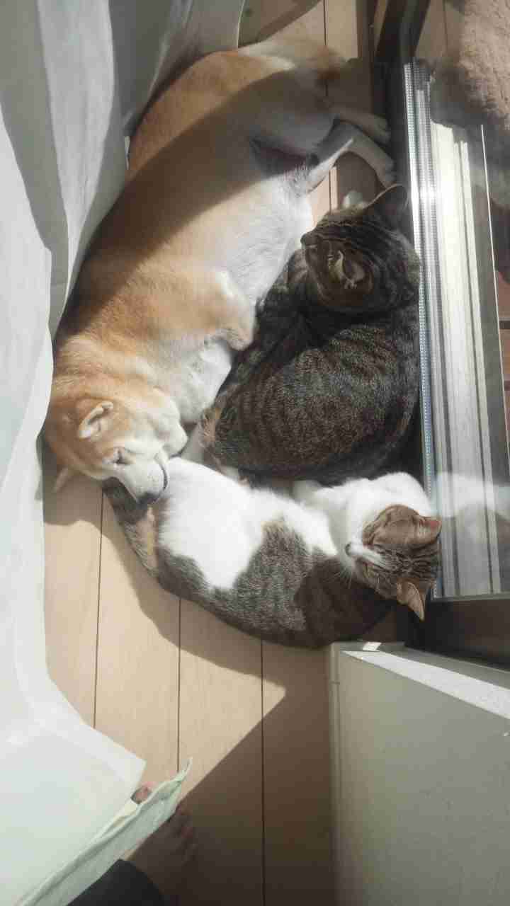 2月22日、猫の日です＊猫の画像貼っていきましょう(*´∀`)♪