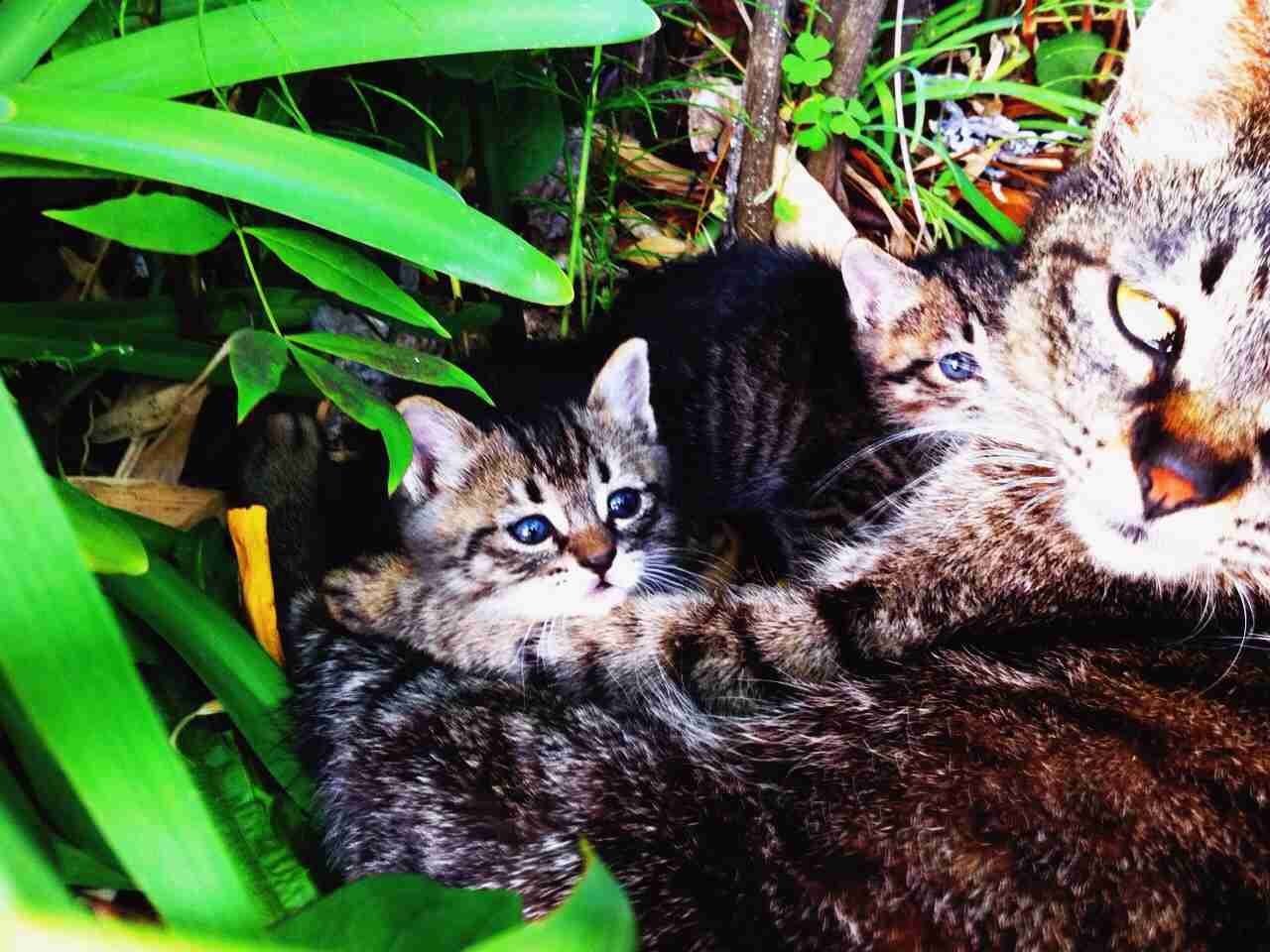 2月22日、猫の日です＊猫の画像貼っていきましょう(*´∀`)♪